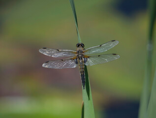 Dragon fly on a reeds in a park in Stockholm