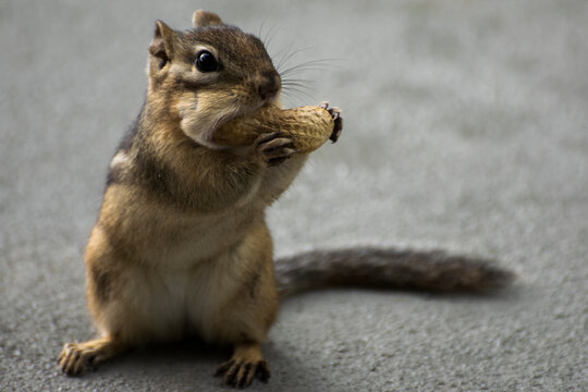 chipmunk with peanut in mouth