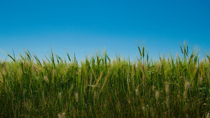 green and tall wheat isolated on a half blue sky background