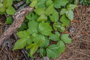 Thick patch of poison ivy