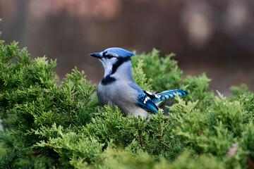 blue jay in a tree