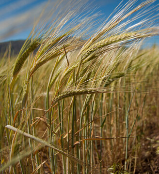 close up yellow wheat in field, decumbent yellow wheat leaf,