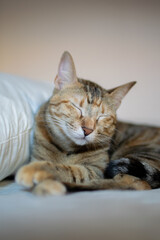 Retrato de gato común atigrado