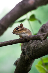 chipmunk in tree