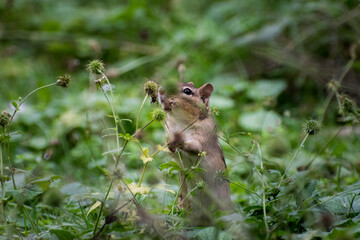 chipmunk on grass
