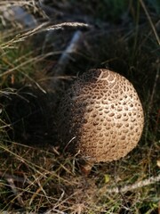 Mushroom