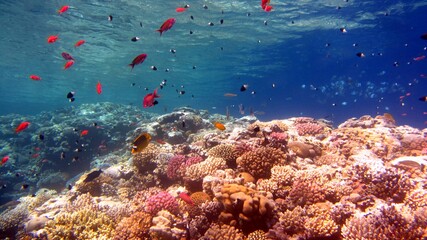 coral reef and diver