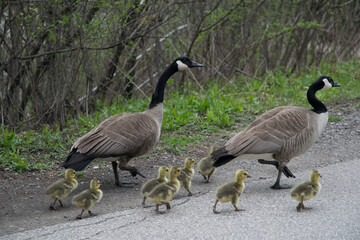country goose family