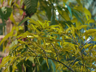 Green leaves of a tree