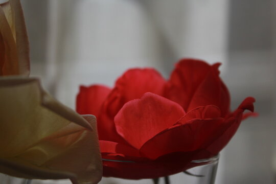 rosas, p&eacute;talos