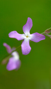 Night flowers violet spring Matthiola longipetala isolated