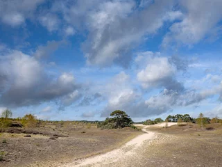 Fototapete Het Wekeromse Zand op de Veluwe © Holland-PhotostockNL