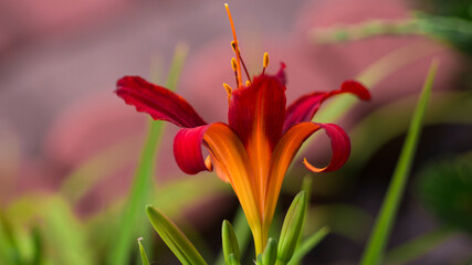 red and yellow flower