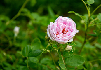 pink rose with drops