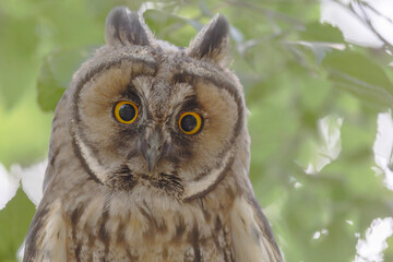 close up of owl against green foliage