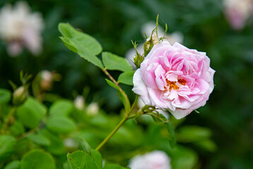 pink rose in garden