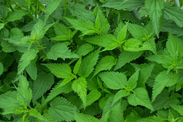 Thicket of young green stinging nettle