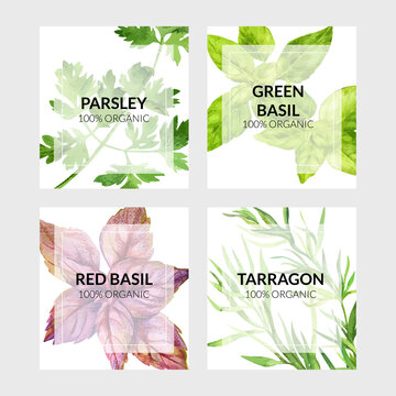 Set of four cards with cooking herbs