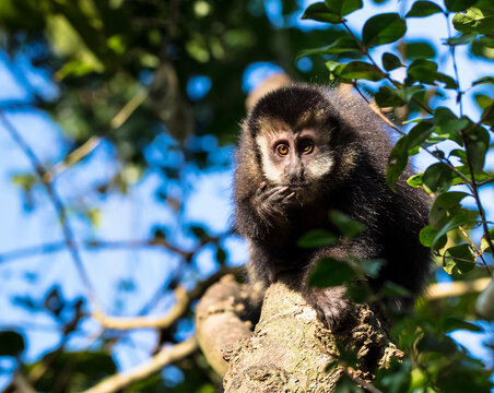 Macaco-prego na árvore sorrindo Stock Photo