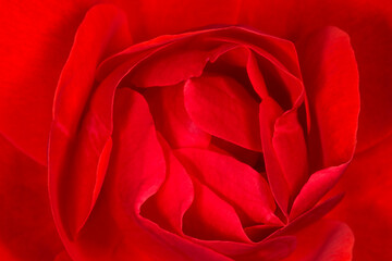 Naklejka premium close up of red rose