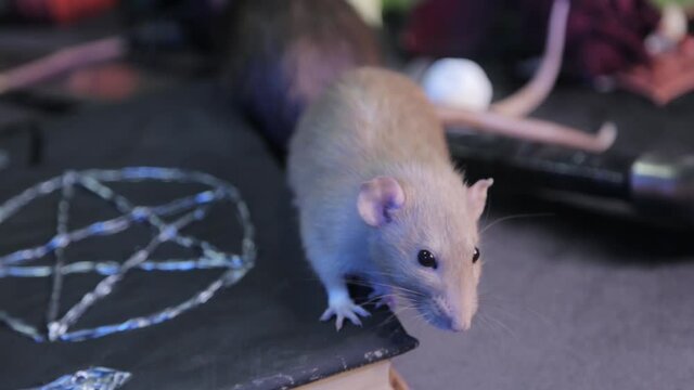 In a dark room, a white rat sits on a table next to a black book with a pentagram, a skull and pumpkins. The concept of a table for magic rituals for Halloween.
