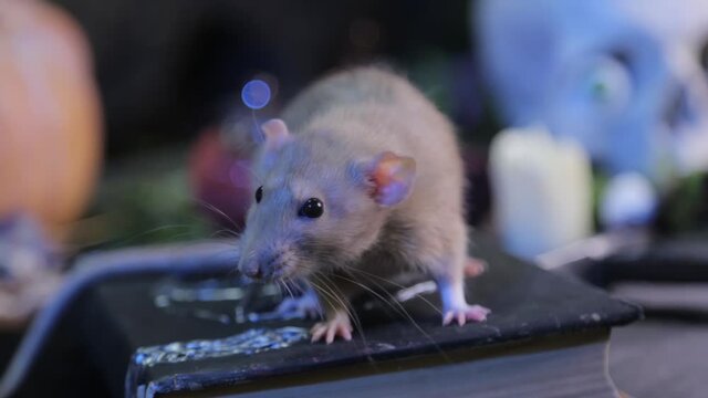 In a dark room, a white rat sits on a table next to a black book with a pentagram, a skull and pumpkins. The concept of a table for magic rituals for Halloween.