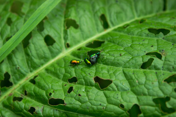Two leaf beetles (Chrysomela fastuosa) are fighting for the female of their species. Rainbow little insects beetles.