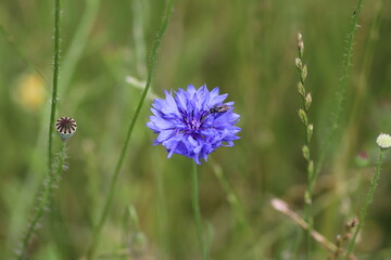 Fliederfarbene Blume