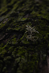 natural