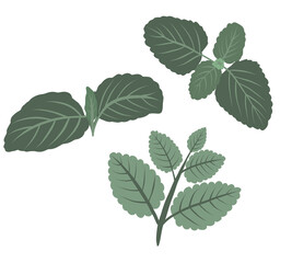 Set of isolated vector images of mint leaves. Flat doodle concept of leaves for package, wrapping paper or cover decorations. Fresh mint for natural herbal drinks.