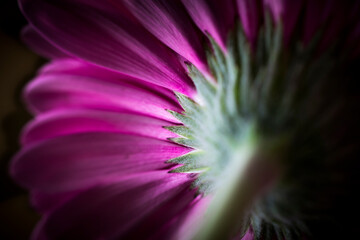 purple daisy