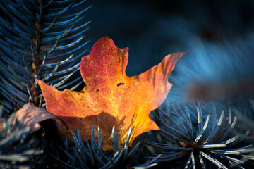 autumn leaf in evergreen tree