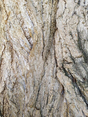 Tree bark with fine natural structures and patina of rough tree bark as natural and ecological...