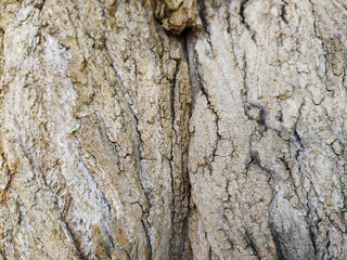 Tree bark with fine natural structures and patina of rough tree bark as natural and ecological background shows a beautiful in grey color tones as scars and protection against and habitat for insects