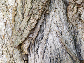 Tree bark with fine natural structures and patina of rough tree bark as natural and ecological background shows a beautiful in grey color tones as scars and protection against and habitat for insects