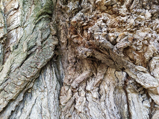 Tree bark with fine natural structures and patina of rough tree bark as natural and ecological background shows a beautiful in grey color tones as scars and protection against and habitat for insects
