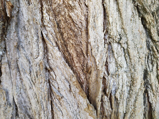 Tree bark with fine natural structures and patina of rough tree bark as natural and ecological background shows a beautiful in grey color tones as scars and protection against and habitat for insects