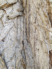 Tree bark with fine natural structures and patina of rough tree bark as natural and ecological...