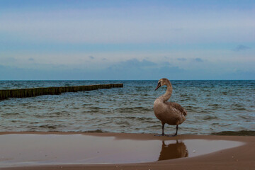 Łabędź nad morzem © bulamati