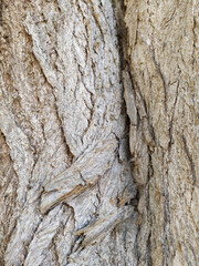 Tree bark with fine natural structures and patina of rough tree bark as natural and ecological background shows a beautiful in grey color tones as scars and protection against and habitat for insects