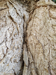 Tree bark with fine natural structures and patina of rough tree bark as natural and ecological...