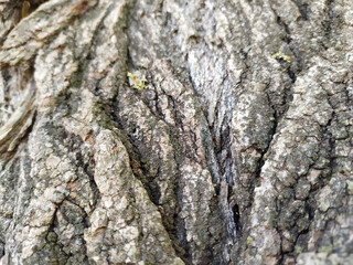 Tree bark with fine natural structures and patina of rough tree bark as natural and ecological...