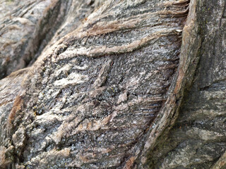 Tree bark with fine natural structures and patina of rough tree bark as natural and ecological background shows a beautiful in grey color tones as scars and protection against and habitat for insects