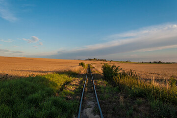 Tory  © bulamati