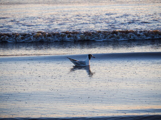 Naklejka premium Vague de mouette sur l'océan
