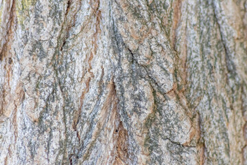 Tree bark with fine natural structures and patina of rough tree bark as natural and ecological...