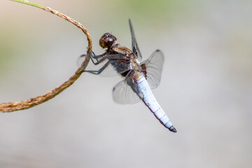 Macro of Odonata Libellula depressa with blue body as insect of the year 2001 and blue dragonfly as...