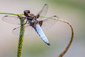 Macro of Odonata Libellula depressa with blue body as insect of the year 2001 and blue dragonfly as...
