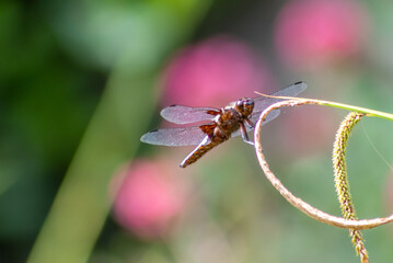Macro of Odonata Libellula depressa with blue body as insect of the year 2001 and blue dragonfly as...