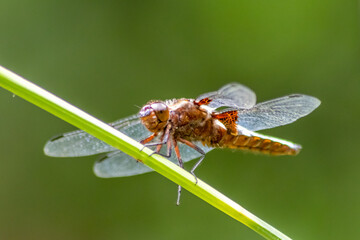 Macro of Odonata Libellula depressa with blue body as insect of the year 2001 and blue dragonfly as...